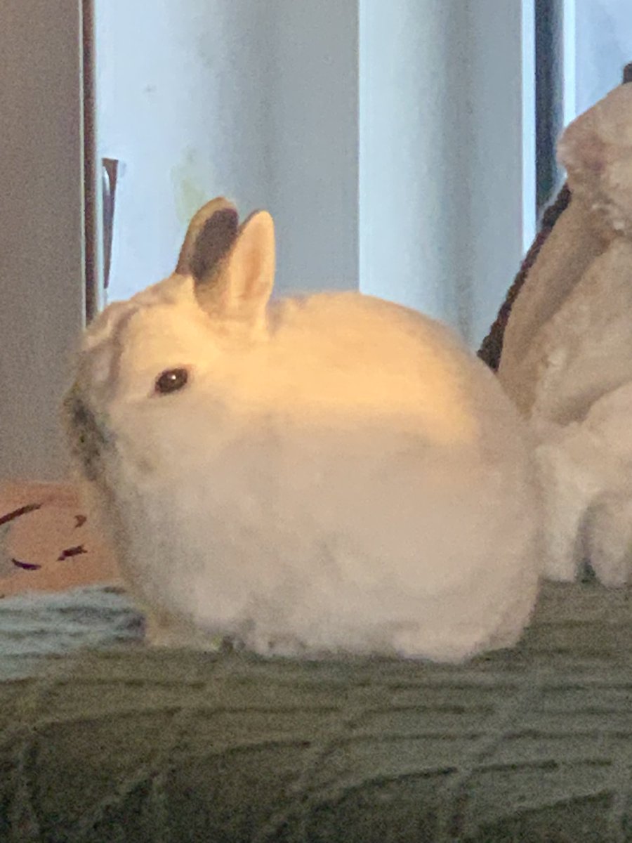 evil gnome tweet media