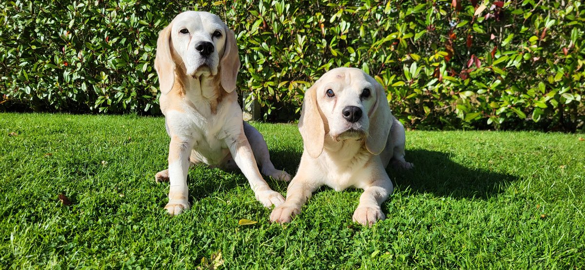 Tjeerd Langhout tweet media