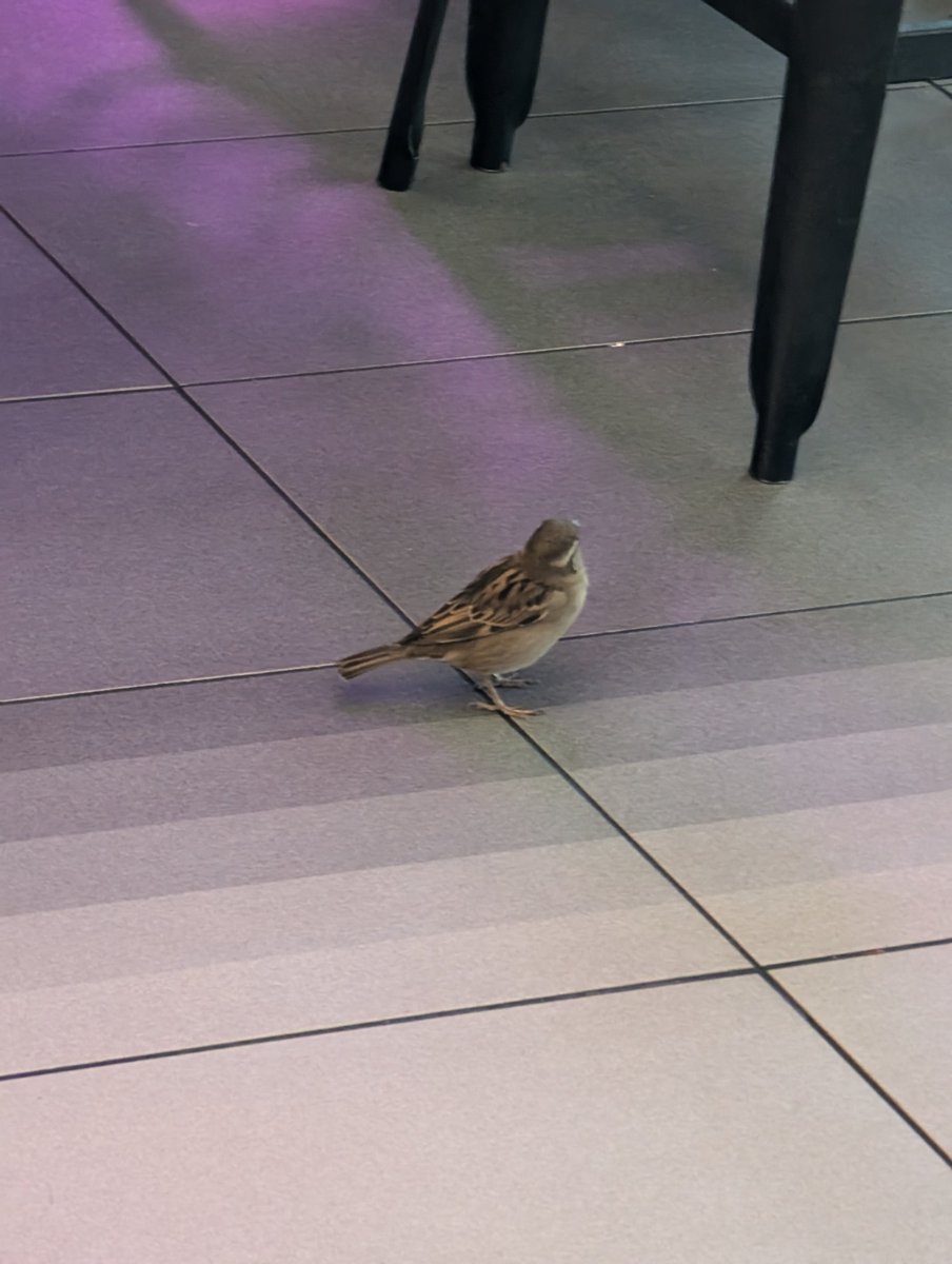 IIxOVERLORDxII's tweet photo. Taco Bell is for the Birds ... NO SERIOUSLY he's chilling https://t.co/0MAl2ABq9K