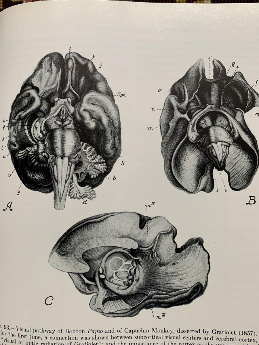 1/Neuro-ophth basics
"As students, we had to learn about Gratiolet's optic radiation" JMS Pearce
Gratiolet first showed the connection between subcortical visual centers/lat. gen. n and cerebral cortex nicely dissected in 1857
What happened to the eponym ...