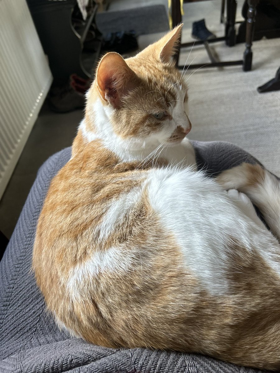 The only thing that makes me feel better. Happy #Caturday everyone