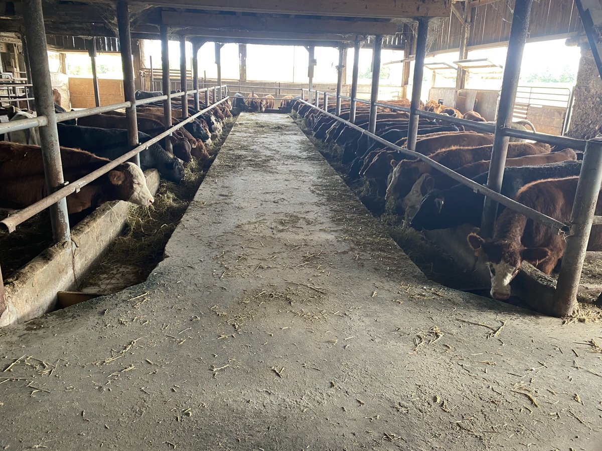 West calves off the truck and lined up eating hay