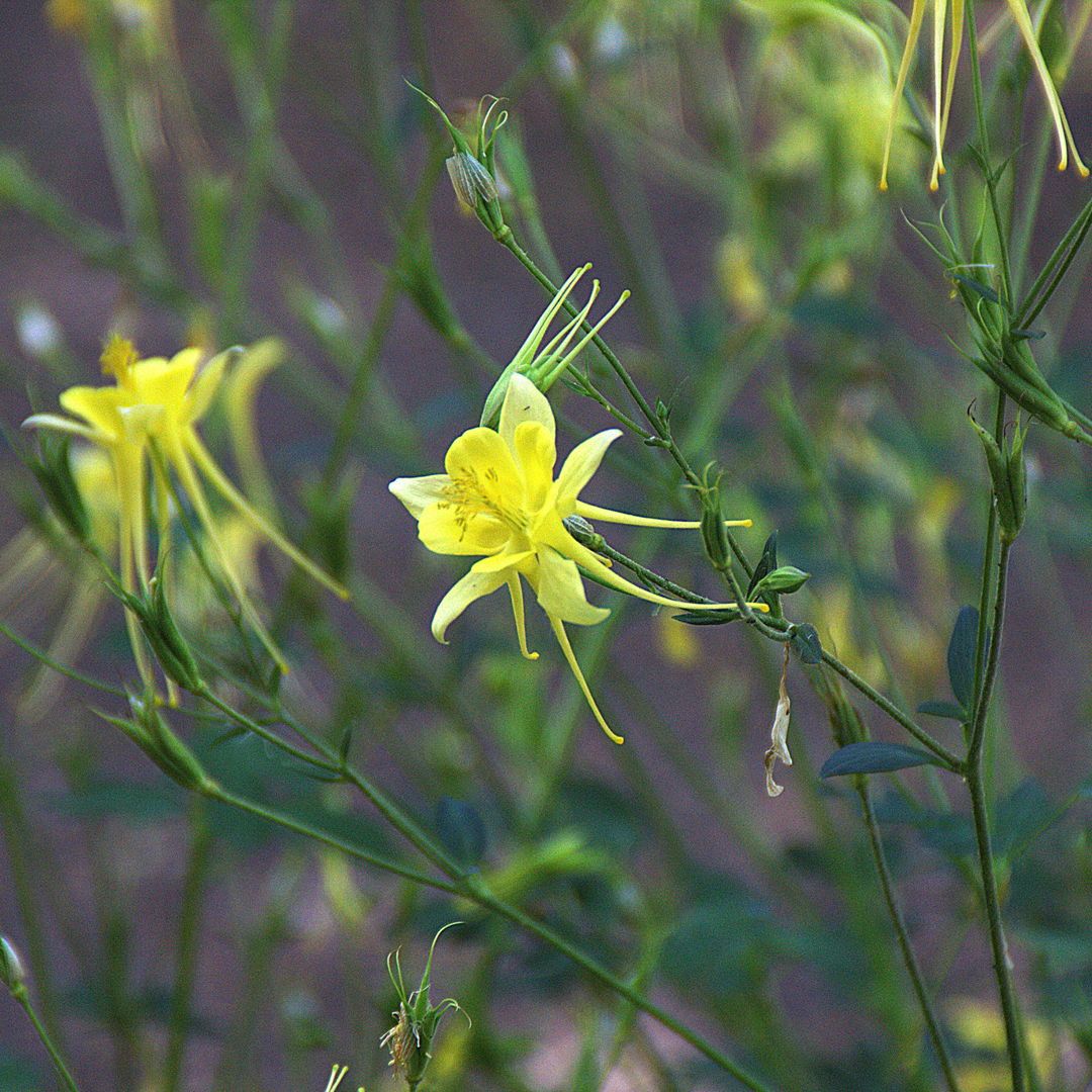 Aquilegia chrysantha, known as Golden Columbine, is a perennial wildflower native to the southwestern United States and Mexico.  It is ideal for shade gardens, rock gardens, and woodland settings.  (photo by M. Martin Vicente)

#nativeplants #wildflowers #floraandfauna