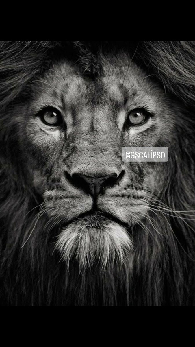 Bazı mutluluklar gelip geçicidir anlık yaşanır.. Bu gece birileri mutlu oldu.. Biz kalıcı mutluluğa ezelden sevdalıyız..✔️

🦁💛❤⭐⭐⭐⭐