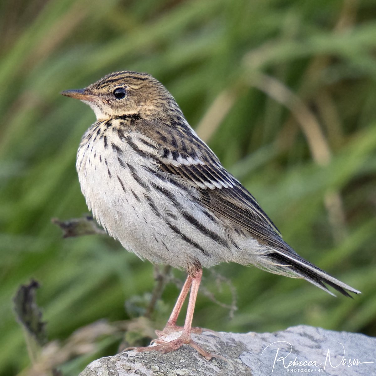 puffinpassion's tweet image. Wonderful views of the rare Pechora Pipit at Quendale Mill, mainland Shetland this afternoon. #Shetland