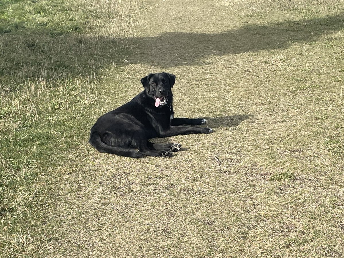 A great day for a walk through the dog park today!
#leduc #dogpark #flynnthenewfie #harleythebeagle