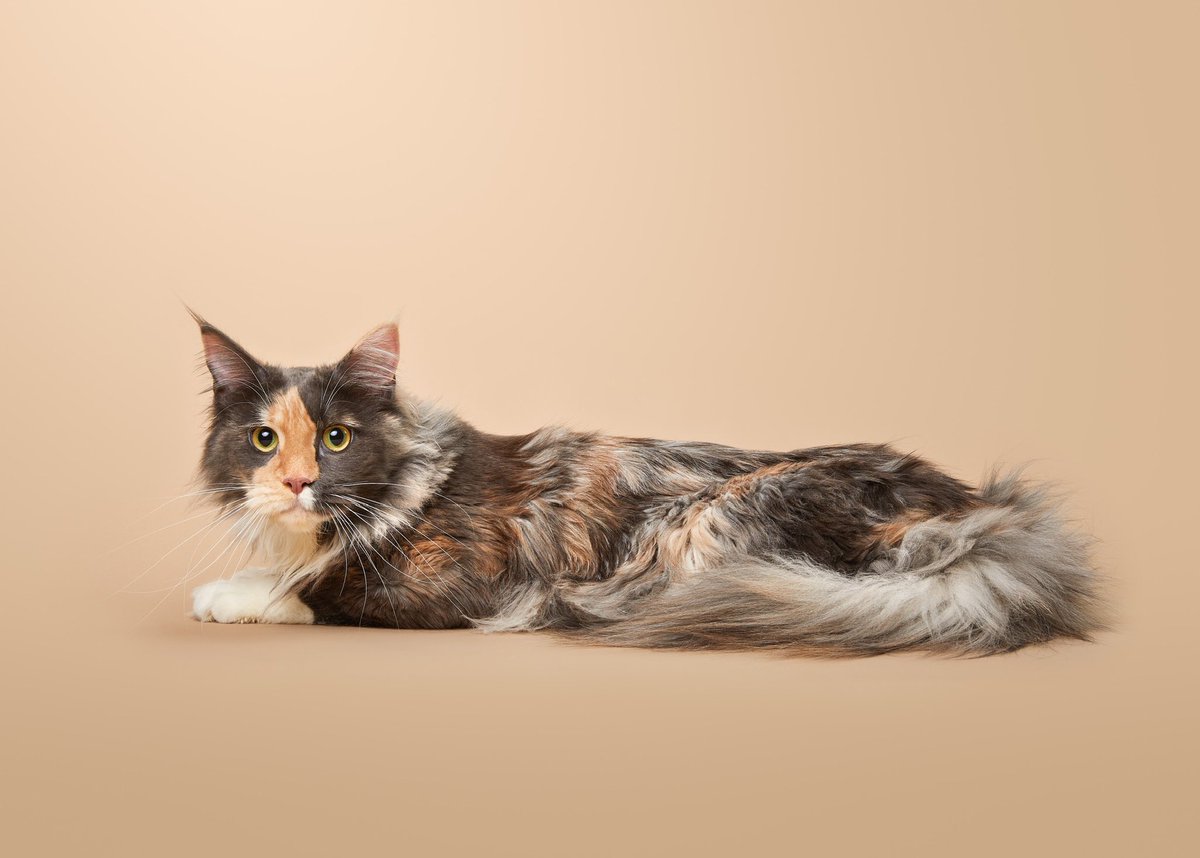 Mossbird's tweet photo. @CatsProtection Longshanks. Because look at her. She’s got long shanks. She’s probably called that more than her actual name, Stevie. https://t.co/CqMQPBFXVb
