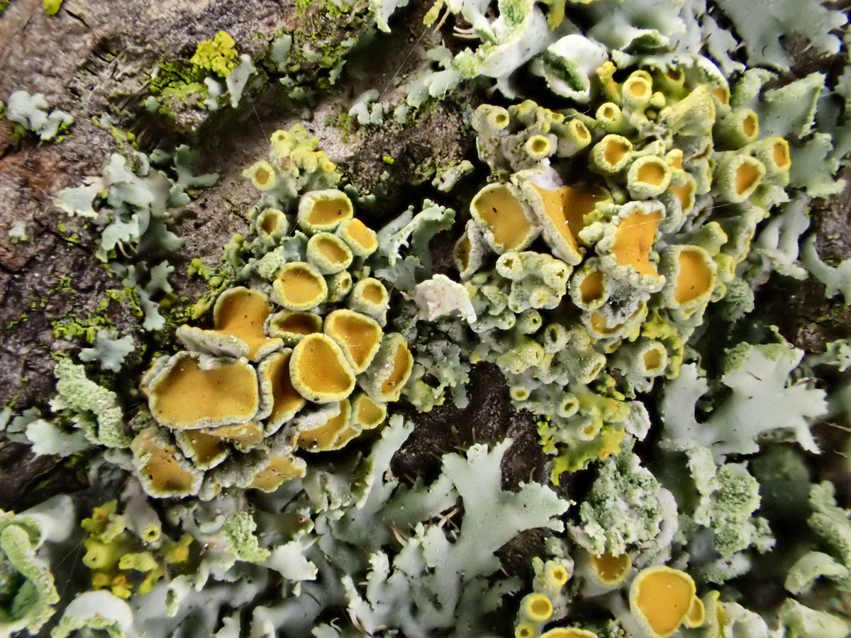 I’m not entirely sure why, but this is a #lichen I rarely encounter. I was delighted to have found it growing in huge abundance on a lime tree in Quarry Park, Shrewsbury! This is the cushion Xanthoria (Xanthoria polycarpa). The lobes are teeny tiny &amp; has heaps of fruits!