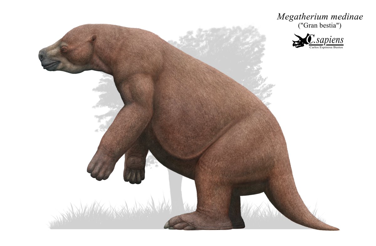 Carlost_sapiens's tweet photo. Dibujo digital de un perezoso terrestre de la especie Megatherium medinae, del cual se tiene registro desde el extremo norte hasta zona central de Chile, habiendo incluso restos encontrados en Santiago, en la comuna de Peñalolén.
#paleoart #paleontology #paleoarte #groundsloth https://t.co/xL2FUd2F9f