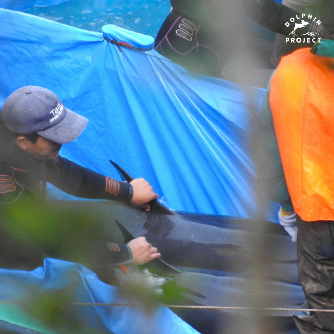 Dolphin Project's goal is to make the facts known. We support the Japanese public’s right to know about Taiji's dolphin hunts, and we continue to work with organizations and individuals in Japan towards this. 
Find ways YOU can help take action at: bit.ly/HelpJapansDolp…