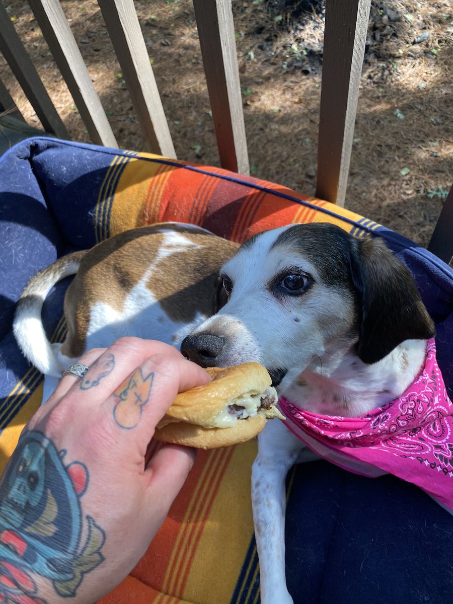BrocktnMckinney's tweet image. Man, you wouldn’t believe it, but this dog LOVES cheeseburgers. #BeezerBurger