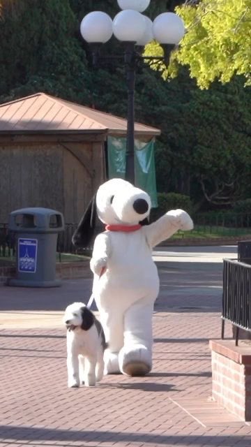 gir1genius's tweet photo. real picture of me on a walk with my dog https://t.co/EixC9V3mea