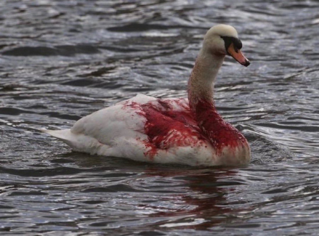 sanmak boyle hissettiriyor