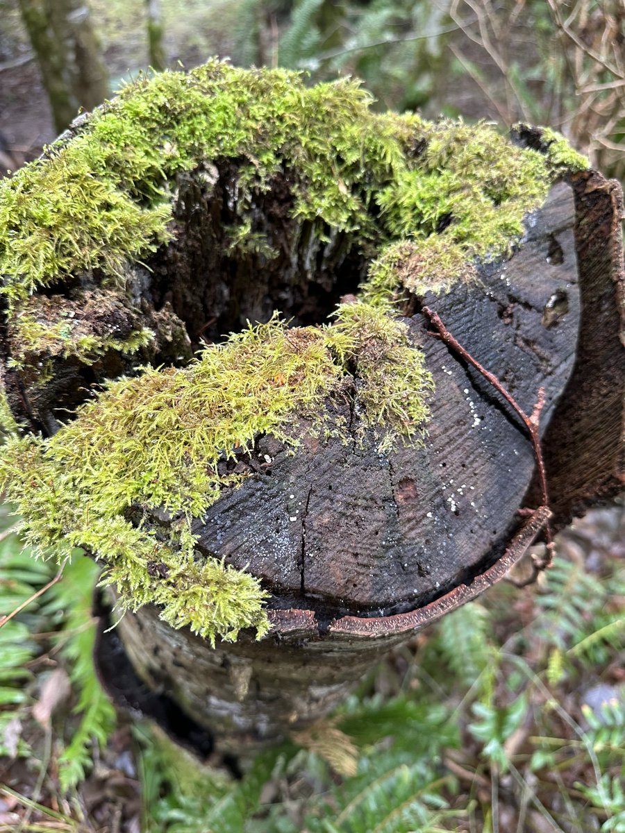 WhidbeyGypsy's tweet photo. @Sam_Alexandra23 @PaulA_Projekt #ForestScenes https://t.co/yqZiYUAQyk