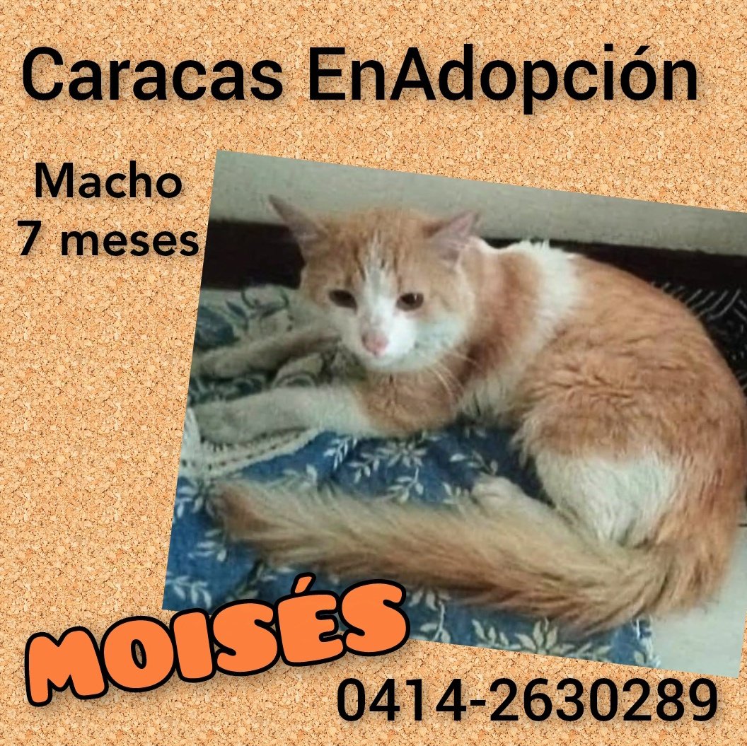 #Caracas #EnAdopción MOISÉS hermoso gatito macho, bicolor blanco y naranja, 7 meses, rescatado del abandono, #BuscaHogar amoroso y responsable, se entrega con #CompromisoDeCastración 📱0414-2630289 <a href="/PerroUsuario/">PerroUsuario Wof '•'</a> favor #RT