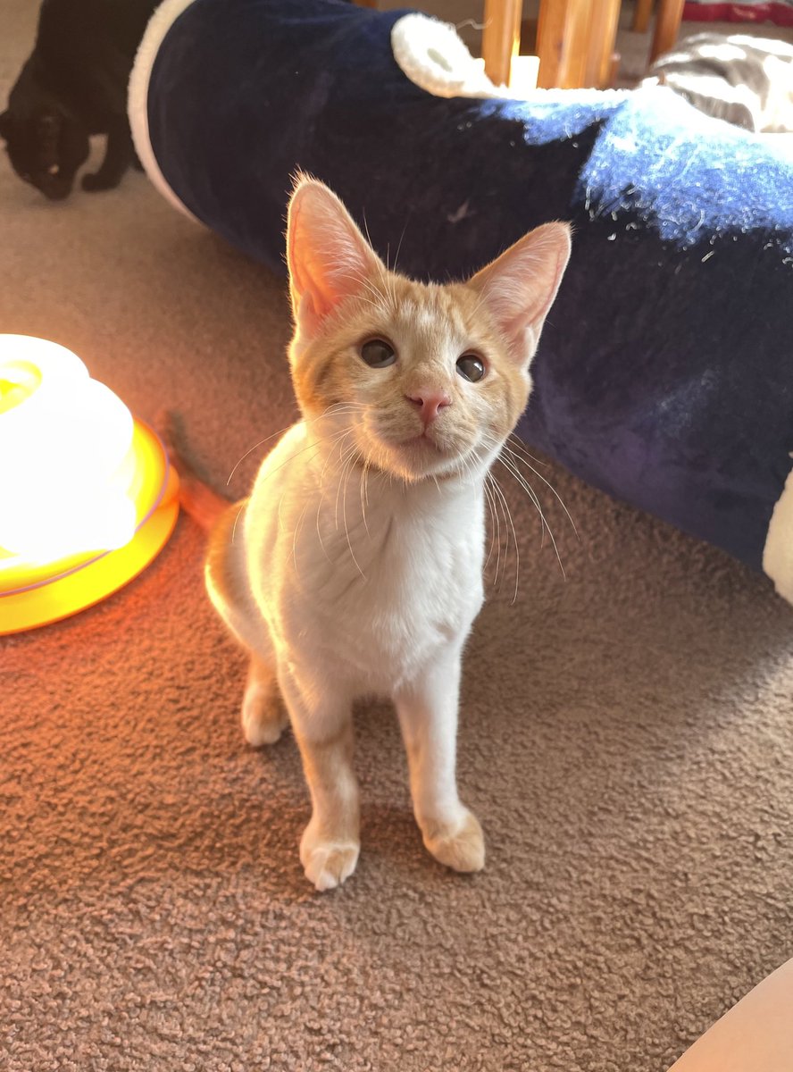 Friends of Bear Cat Rescue tweet media