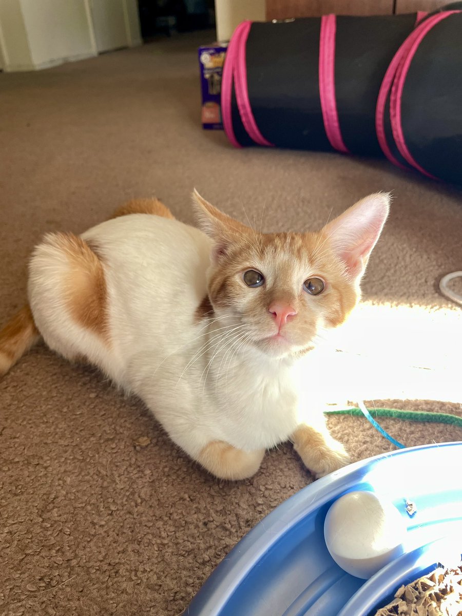 Friends of Bear Cat Rescue tweet media