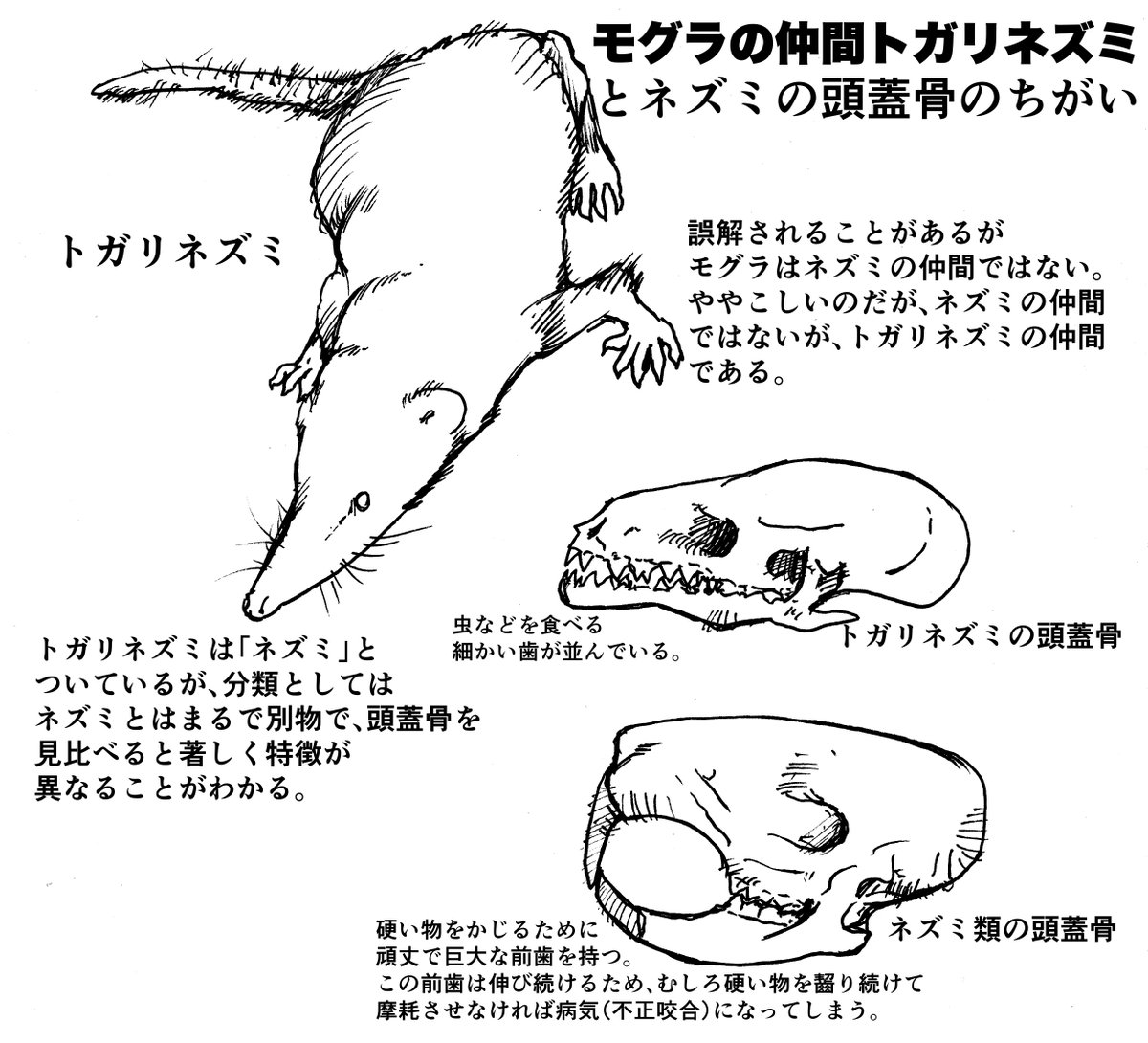 入りきれないのでやむなく割愛したが、モグラはネズミではないけどトガリネズミには近い仲間だというお話。 
