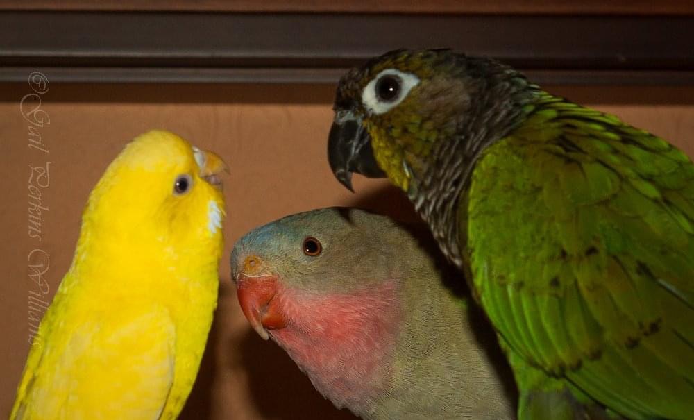 CymruQueen's tweet photo. @DaybirdAviaries BTW, I'm the person who is blessed to have a Daybird Princess of Wales parakeet. And you also rescued a GCC from my daughter in Moody, so I am legit, gotta be careful🫡 https://t.co/nEMD3gGbmB