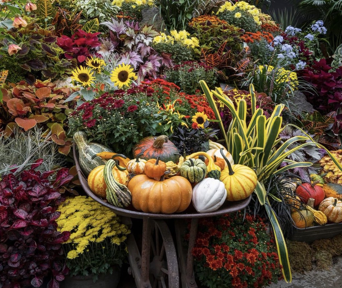 Gardens_BC's tweet photo. Fall is in the air at The Butchart Gardens. Their Autumn displays include pumpkins, gourds, ornamental peppers and kale to complement the seasonal flowers and fall colour throughout the gardens. Harvest displays will be on from September 30th to October 31st 🎃🍂

#GardensBC https://t.co/Faz7vozp3R