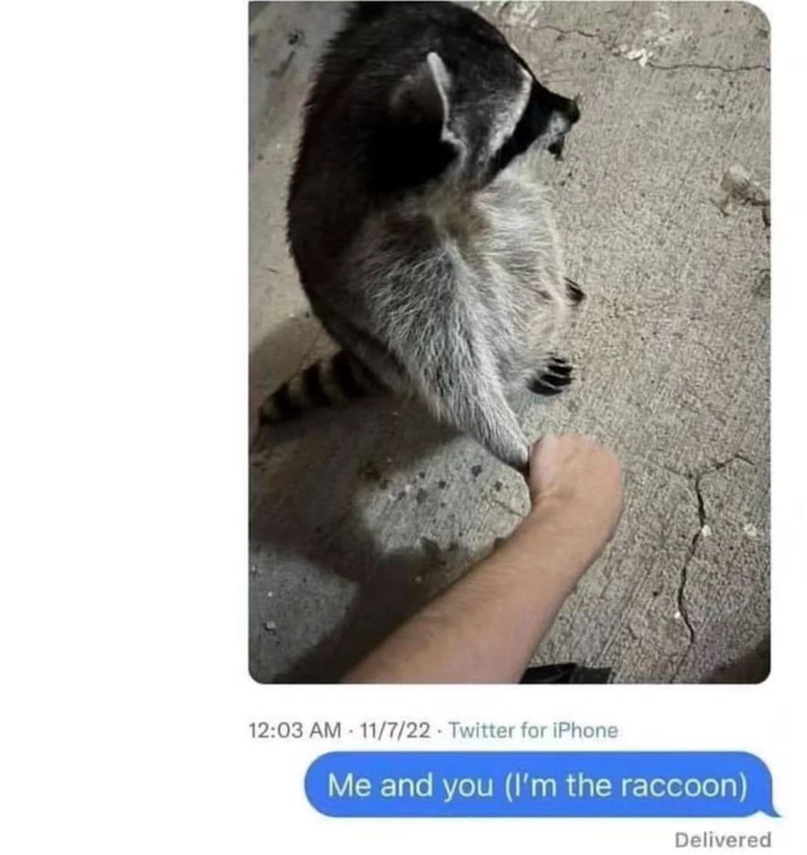 raccoon aesthetic. tweet media