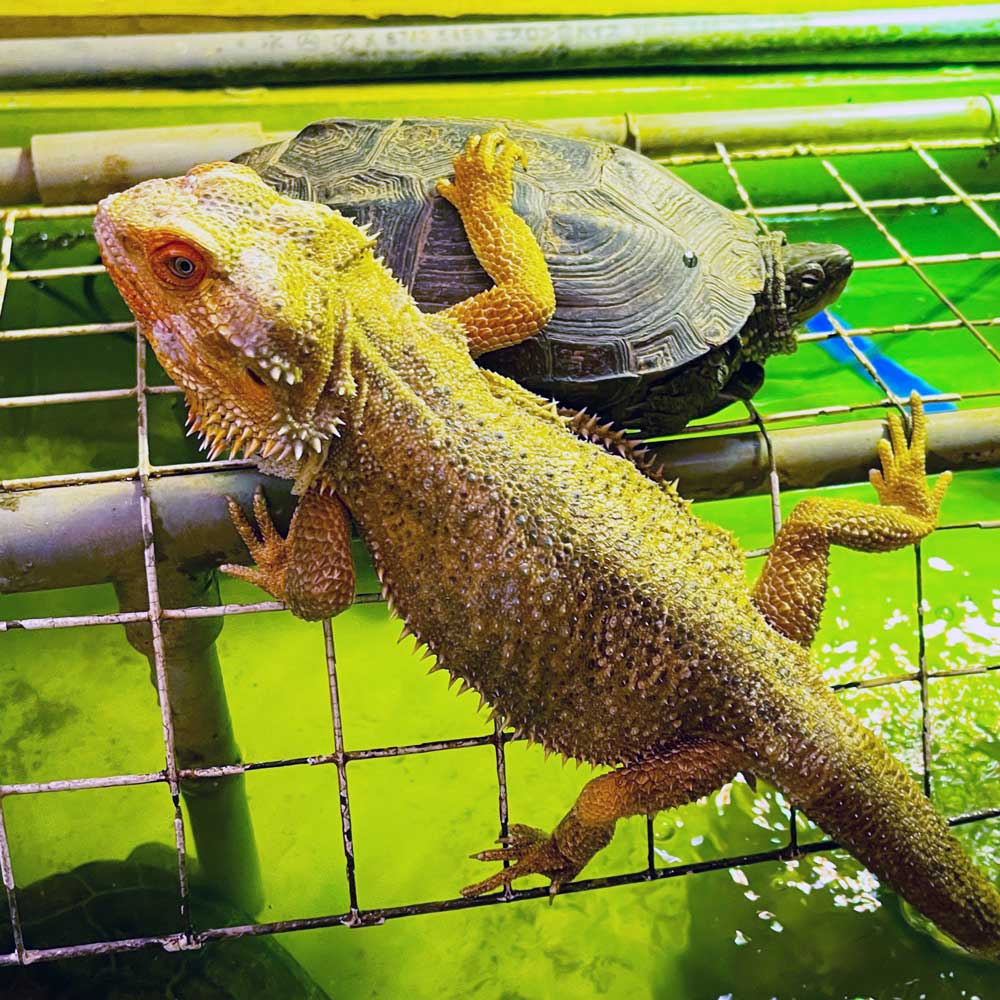 reptilescafe's tweet photo. 曇り空が続く横浜
お店は通常営業（11時〜18時、入店17時頃まで）しております

なお
10月3日（木）は臨時休業いたします
ご注意ください

写真は
#クサガメ と #フトアゴヒゲトガゲ さんです

#爬虫類カフェ #reptilescafe
#ChineseThreeKeeledPondTurtle
#ReevesPondTurtle #BeardedDragon https://t.co/b9dBvKVhBH