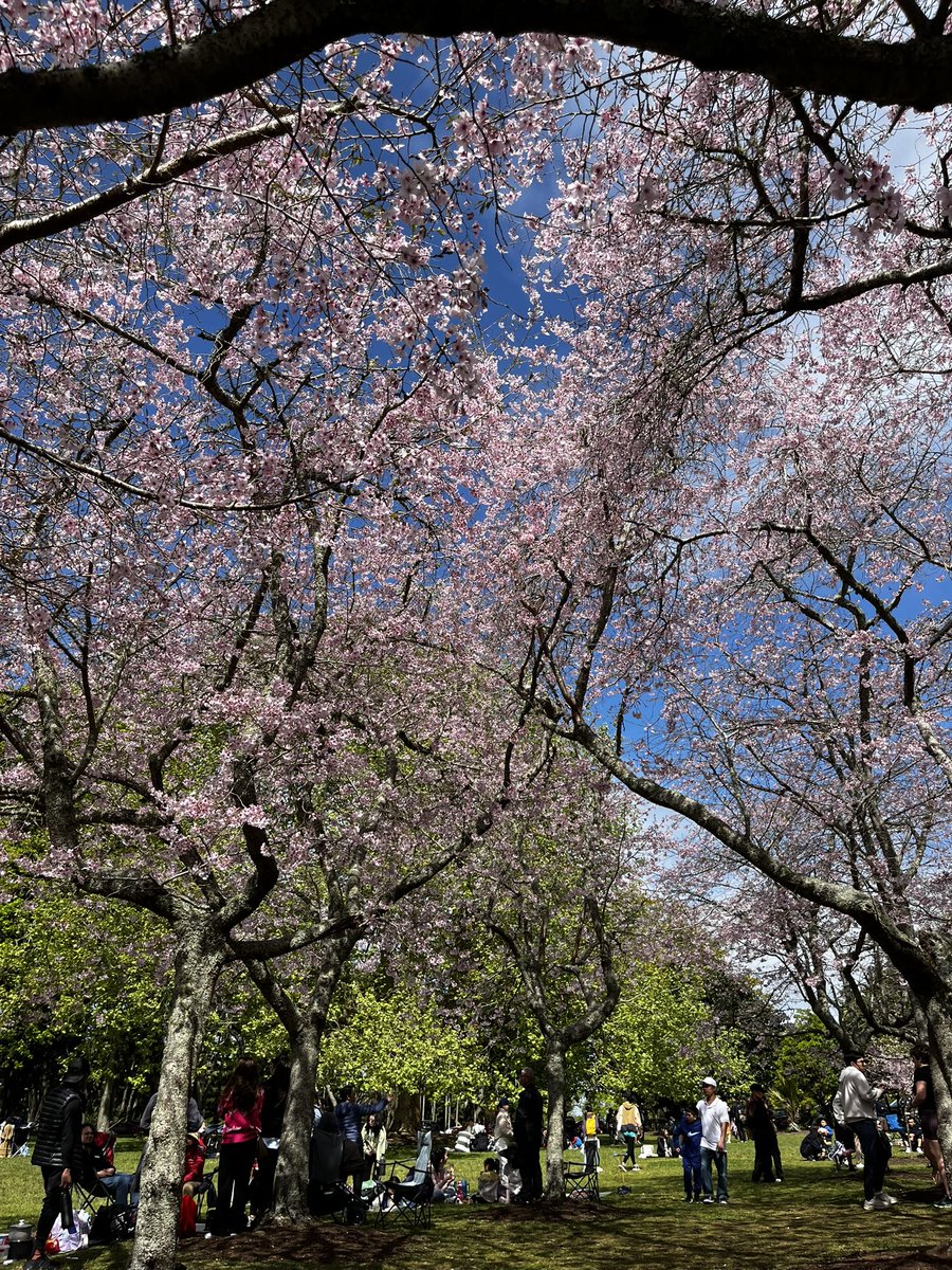 gydnegg's tweet photo. Cornwellparkの桜が見頃を迎えたので行ってきました！🌸
#Auckland #cherryblossom https://t.co/4piuM8DO0V