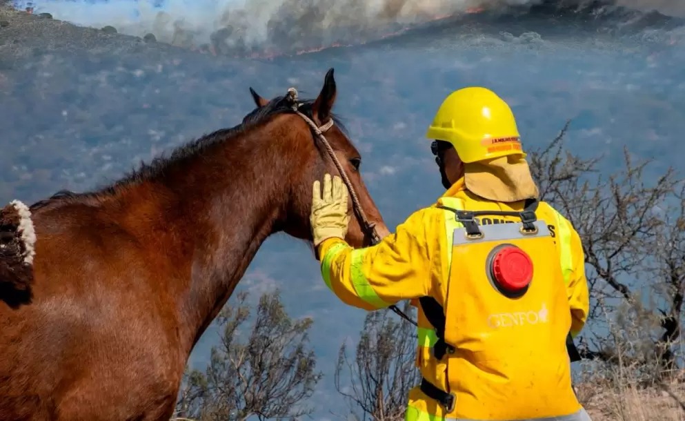 bigbangnw's tweet photo. 🌲🔥 Flora y fauna devastadas tras los incendios en Córdoba: la desidia de Javier Milei a la orden del día

👉🏻 BigBang dialogó con Giuliana Pernazza, ambientalista por el progreso del medioambiente.

✒️ Por @JimeeBaezz

(💣 Preocupante)

https://t.co/o44clILU79 https://t.co/7UWGRmBTrc