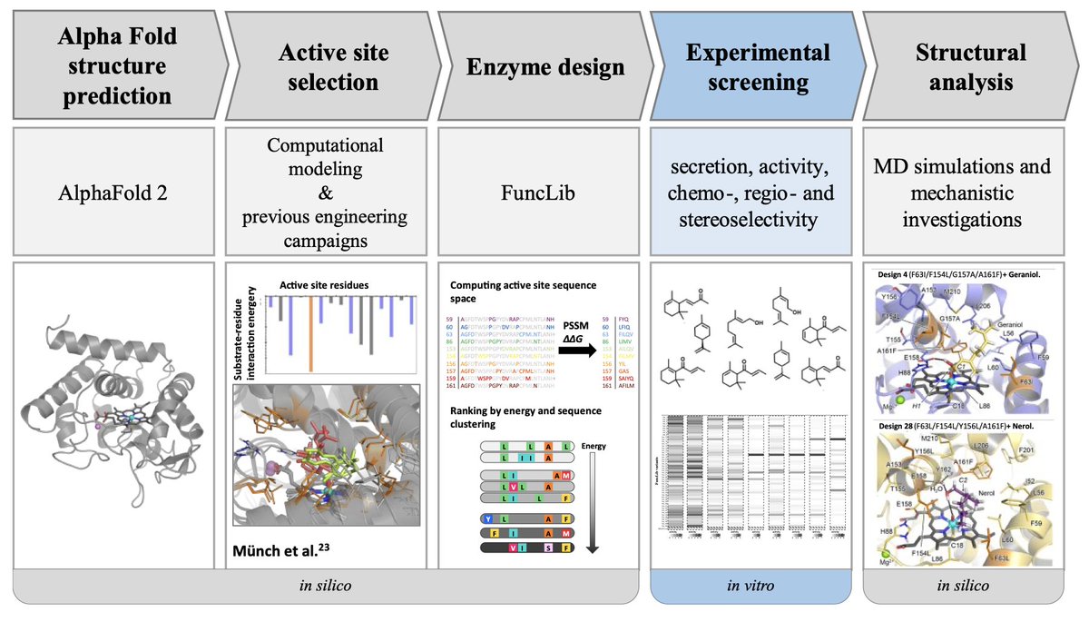 A Computationally Designed Panel of Diverse and Selective Peroxygenases for Terpene Oxyfunctionalization

1. This study presents a computational approach to design 50 diverse and selective unspecific peroxygenase (UPO) variants for terpene oxyfunctionalization, all of which were
