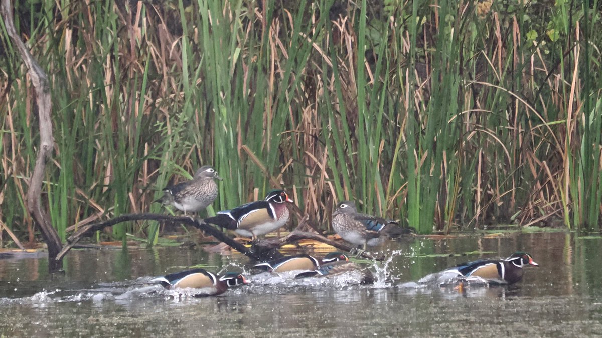 Wood ducks for some Saturday relief