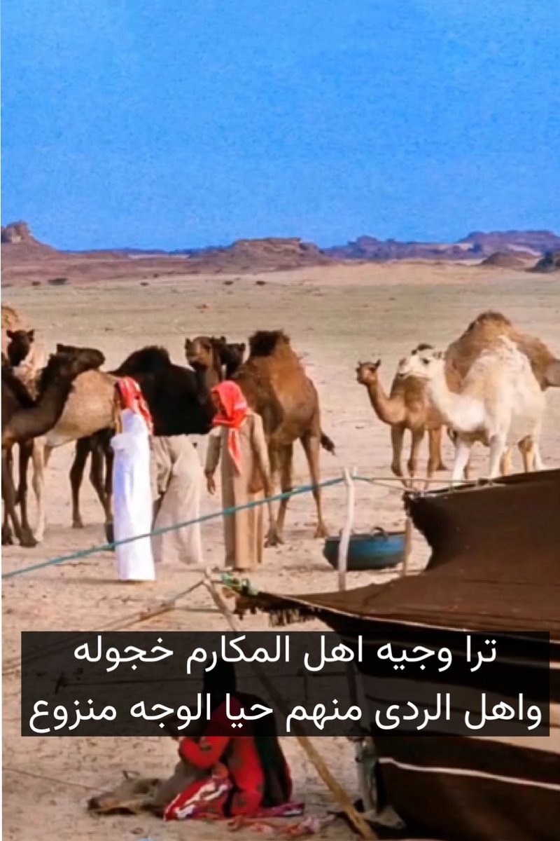 vip خاص نوادرالابل (@vib151515) on Twitter photo 