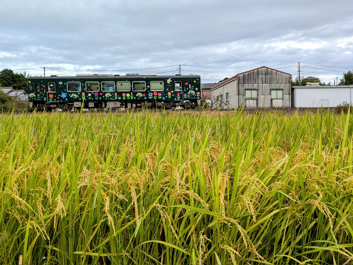 suisaisya's tweet photo. いつかの天浜線🌾
秋の実り
#今日の天浜線 #稲穂 #田んぼ #草ヶ谷 #森町 #花のリレープロジェクト #浜松いわた信用金庫 #はままつフラワーパーク #THR #天竜浜名湖鉄道 #天浜線 #天浜線のある風景 #地域とともに明日へ #夢を明日へ #MYRAIL #静岡県唯一の単線非電化鉄道 #天浜線を応援します https://t.co/VPUduf2O6D