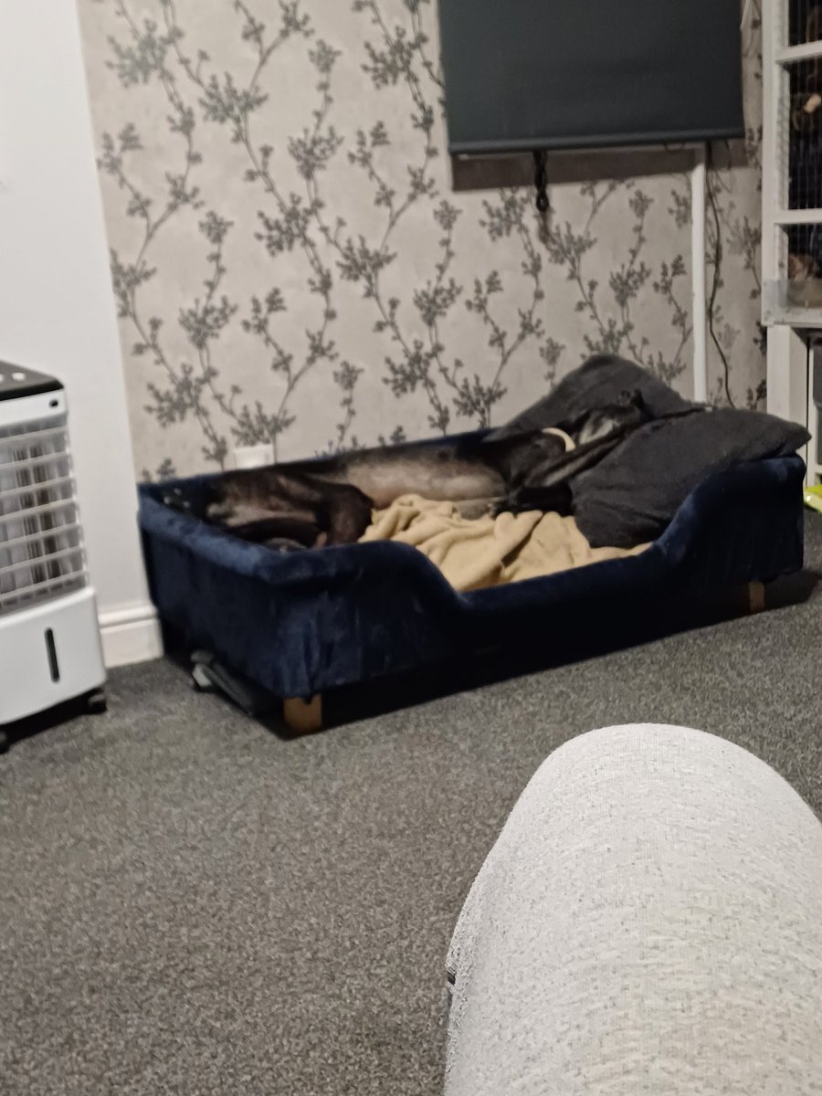 Loving my new fluffy pillow 🐶