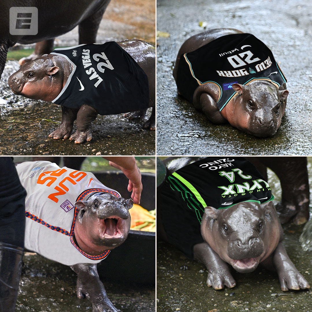 MOODeng for the WNBA semifinals getting started today🔥

Aces-Liberty | 3:00 PM ET on ABC
Sun-Lynx | 8:30 PM ET on ESPN