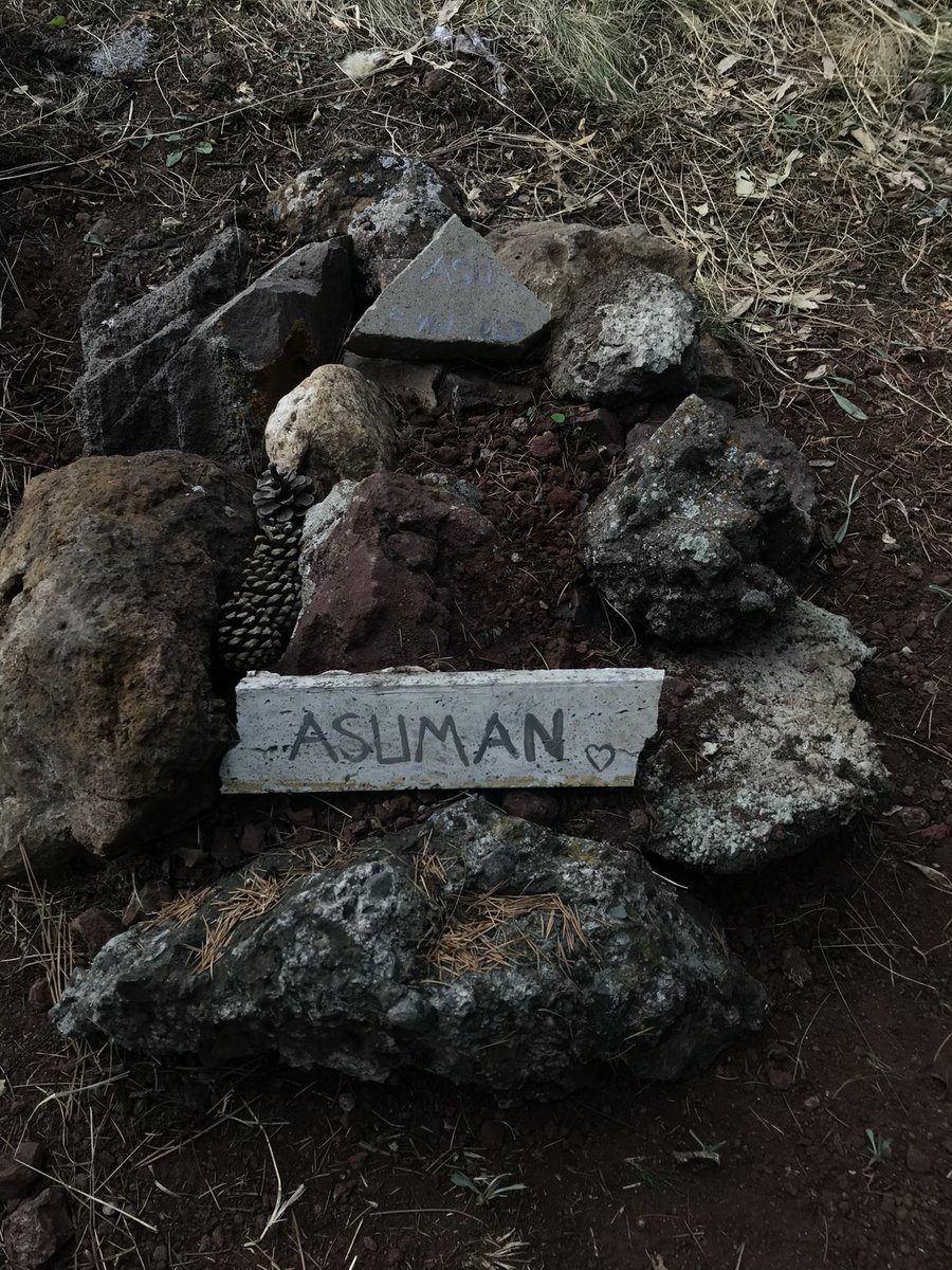 asuman_sur's tweet photo. 3 sene önce bugün açmışım bu hesabı. Ve geçen sene tam da bugün kaybettik onu. Öyle durup dururken bir anda geçirdiği kalp krizinden. Minik kalbi dayanmamış, 6 yaşına kadarmış ömrü.  Ama bize sınırsız bir ömürlük sevgi kattın. İyi geçtin hayatımızdan ❤️‍🩹 https://t.co/cDqB9vd7kp