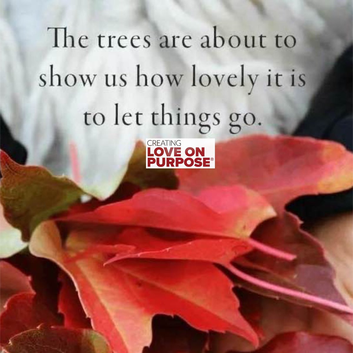 OrnaAndMatthew's tweet photo. The trees are about to show us how lovely it is to let things go. 

Letting go of all that doesn’t serve you makes room for more of what you truly desire. ❤️

#LoveOnPurpose
#LetItGo
#Autumn
#Dating 
#DatingAdvice https://t.co/xDh7eDsFn8