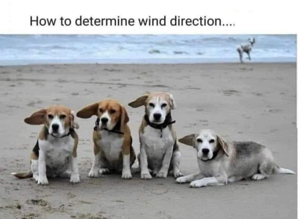 Steve’s Beagles! (@stegon66) on Twitter photo 