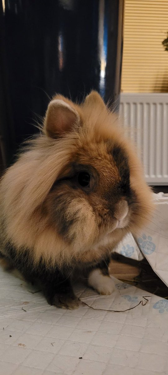 alsheebam's tweet photo. @carrotcottagerr Jojo, Bunbun &amp; Siouxsie.  All rescues.  We lost Siouxsie a few months ago, unfortunately, but Jojo has settled in well and helped our wee grump Bunbun rediscover the spring in his binkie 😊 https://t.co/V7WSPtrgyC
