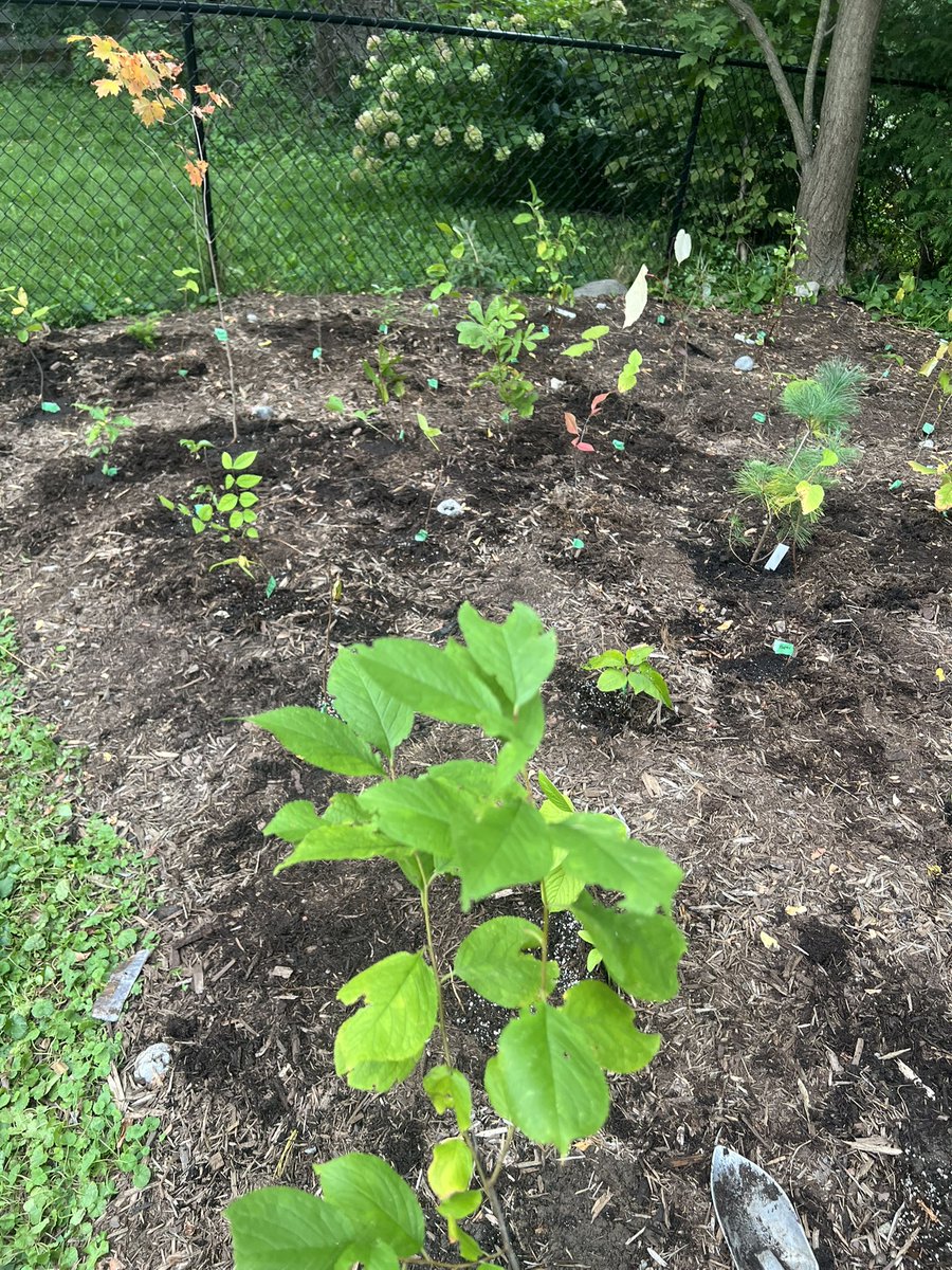 Thomas Piggott MD PhD tweet media