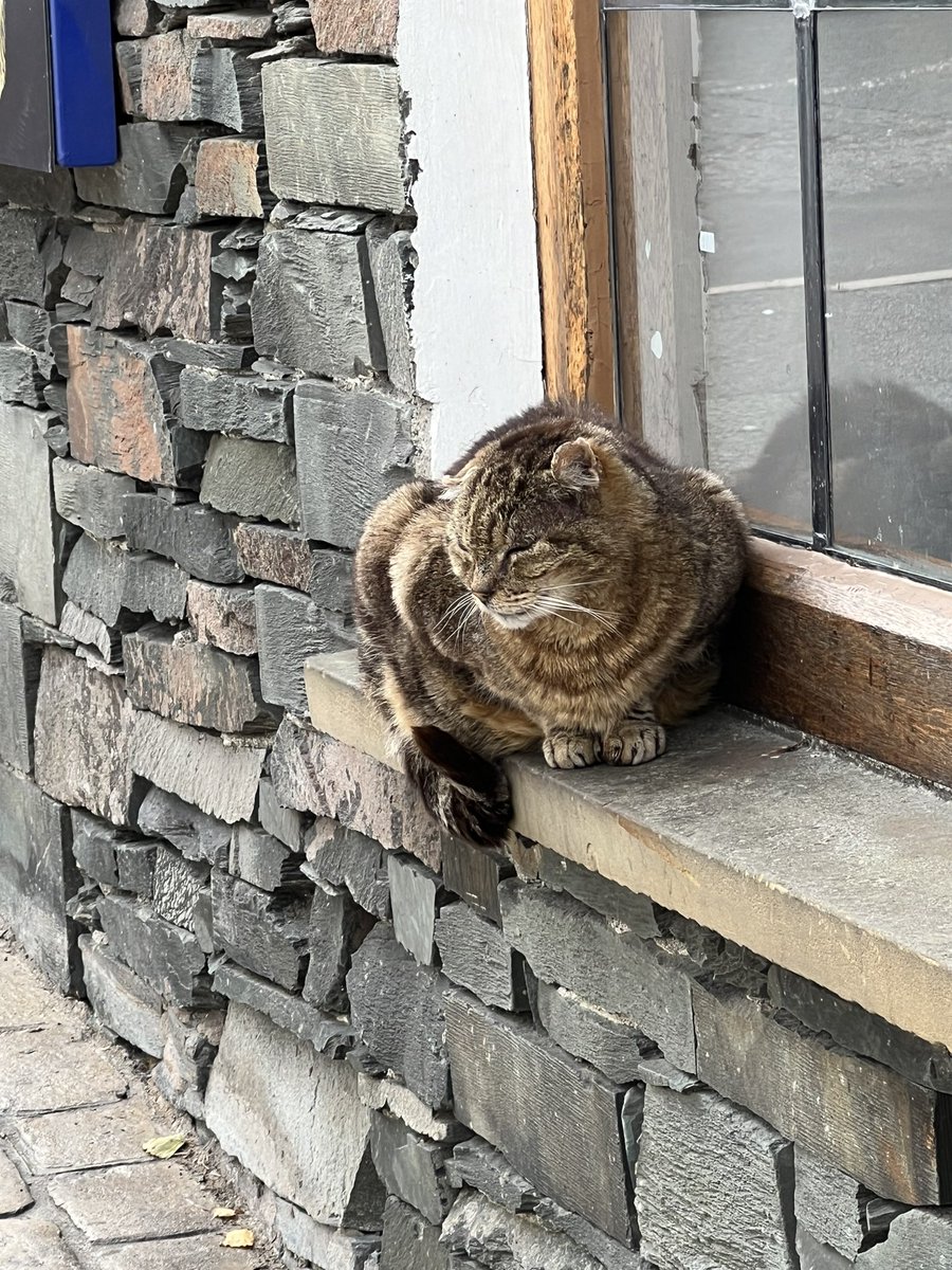 JSapsed's tweet image. Scenes from @ComicArtFest with @TerryMooreArt @panelborders and that cat that @xaimeh said didn’t know who he was a few years back. @ace_national