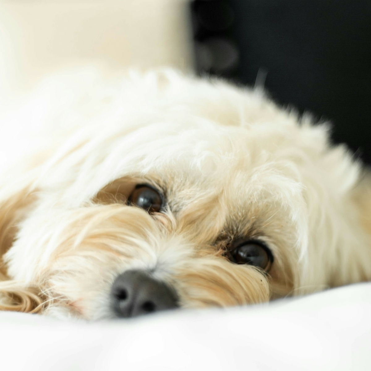 We know your furry friends are family too!  Dogs are always welcome here— a small pet fee applies. Bring your pup along and make new memories together! Reserve your room today. bit.ly/3H1oXEF