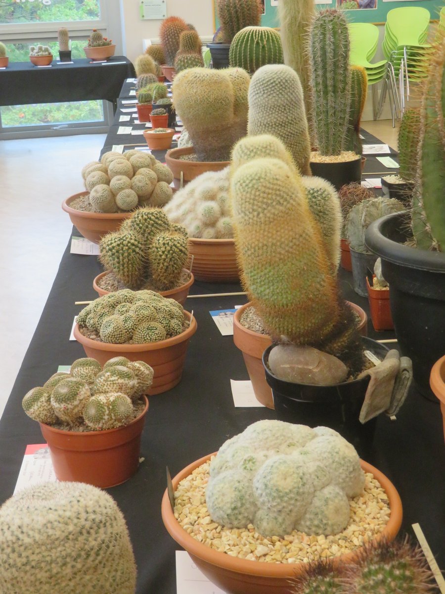 ThreadSquirrel's tweet image. It was the Autumn Cactus and Succulent Show at @RHSHarlowCarr last weekend.  #cactus #succulents