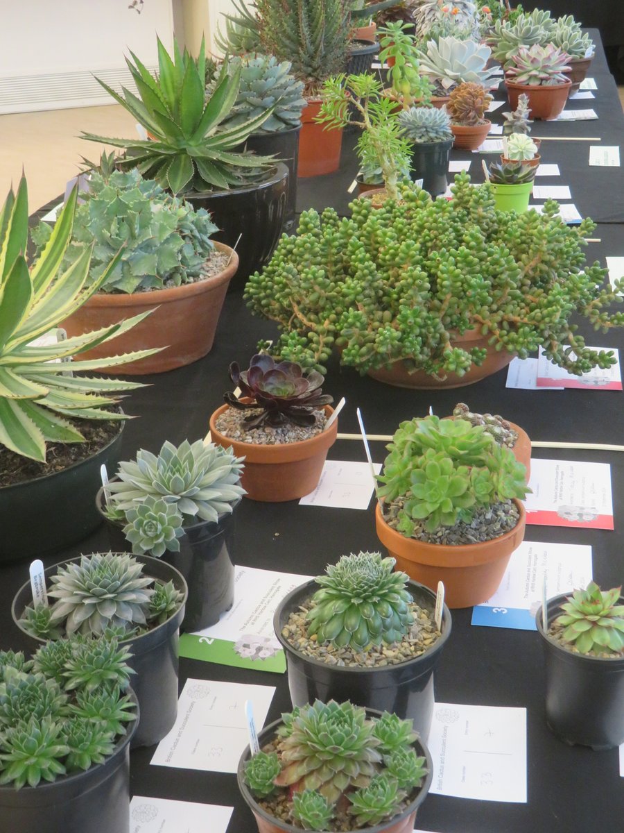 ThreadSquirrel's tweet image. It was the Autumn Cactus and Succulent Show at @RHSHarlowCarr last weekend.  #cactus #succulents