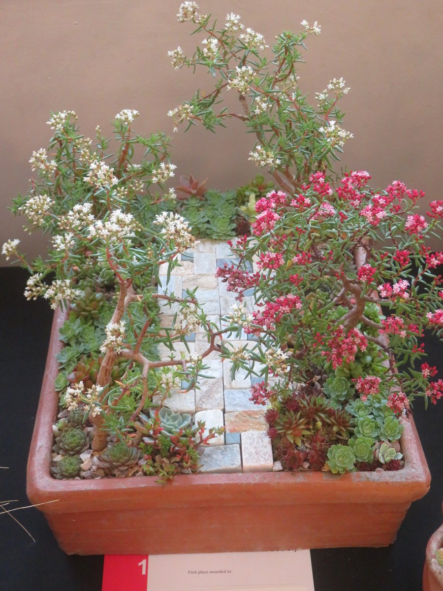 ThreadSquirrel's tweet image. I was very excited to win the miniature garden class at Autumn Cactus and Succulent Show at @RHSHarlowCarr last weekend.  #succulents #crassula  #sempervivum #alpines #sedum