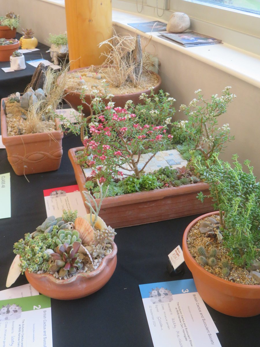 ThreadSquirrel's tweet image. I was very excited to win the miniature garden class at Autumn Cactus and Succulent Show at @RHSHarlowCarr last weekend.  #succulents #crassula  #sempervivum #alpines #sedum