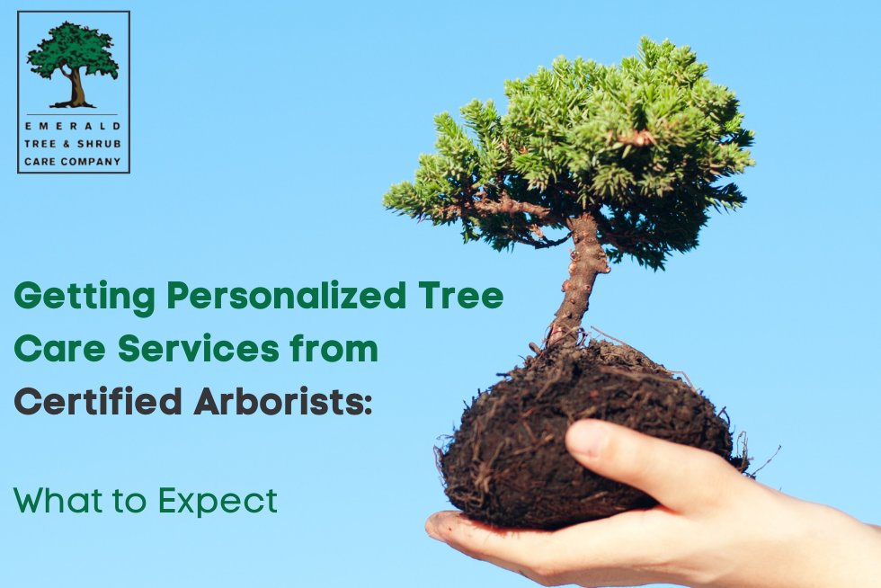 EmeraldTreeCo's tweet photo. What to expect from Gertting Personalized Professional Tree Care Services from Certified Arborists. 

More on what to expect here >>> https://t.co/0SDmsiWnEt 

#arborist #treeservice #treecare #treehealth #treecarecompany #treecompany https://t.co/i9GqkKrz6d