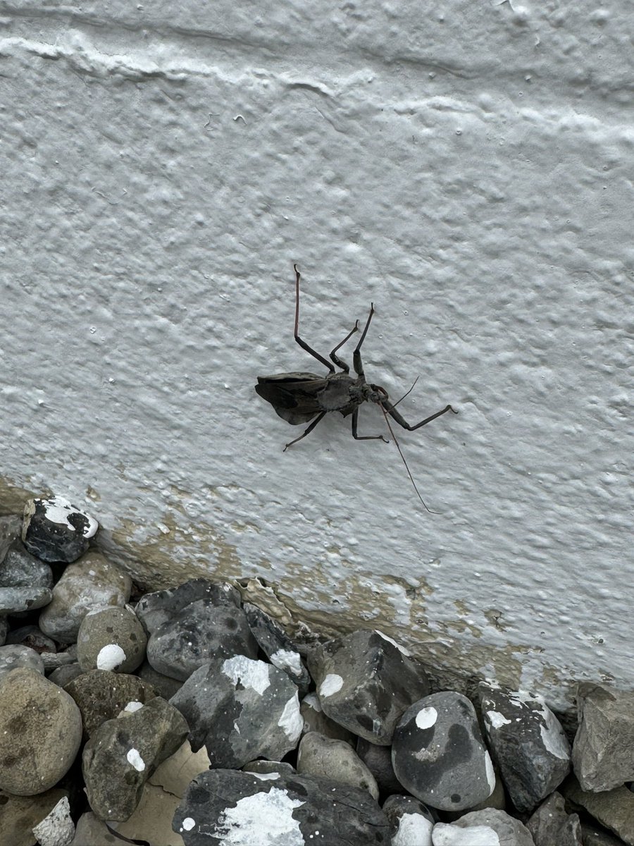 A sweet bug I found on my walk this morning 👀