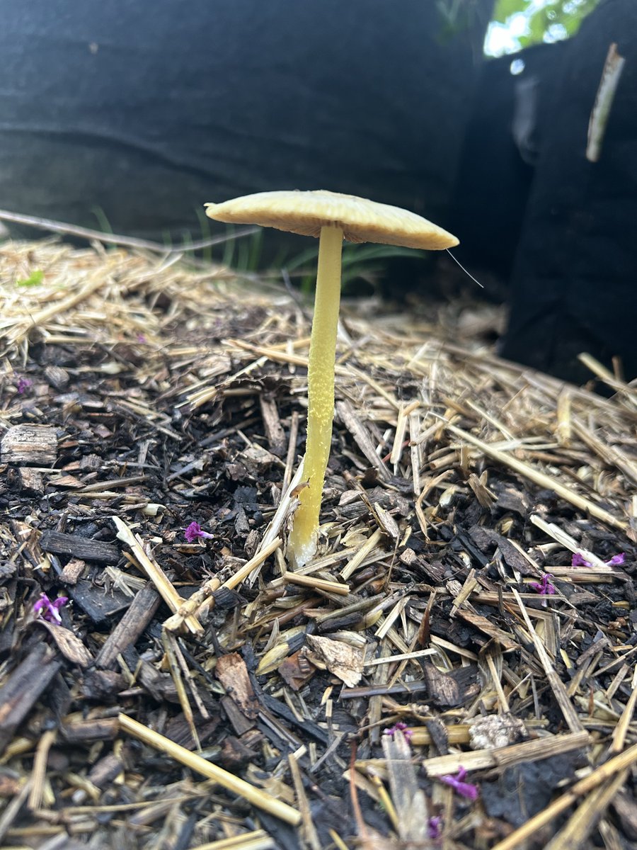 leafmoldlap's tweet photo. Yellow Fieldcap mushroom (Bolbitius titubans) https://t.co/yotpG7aSjx