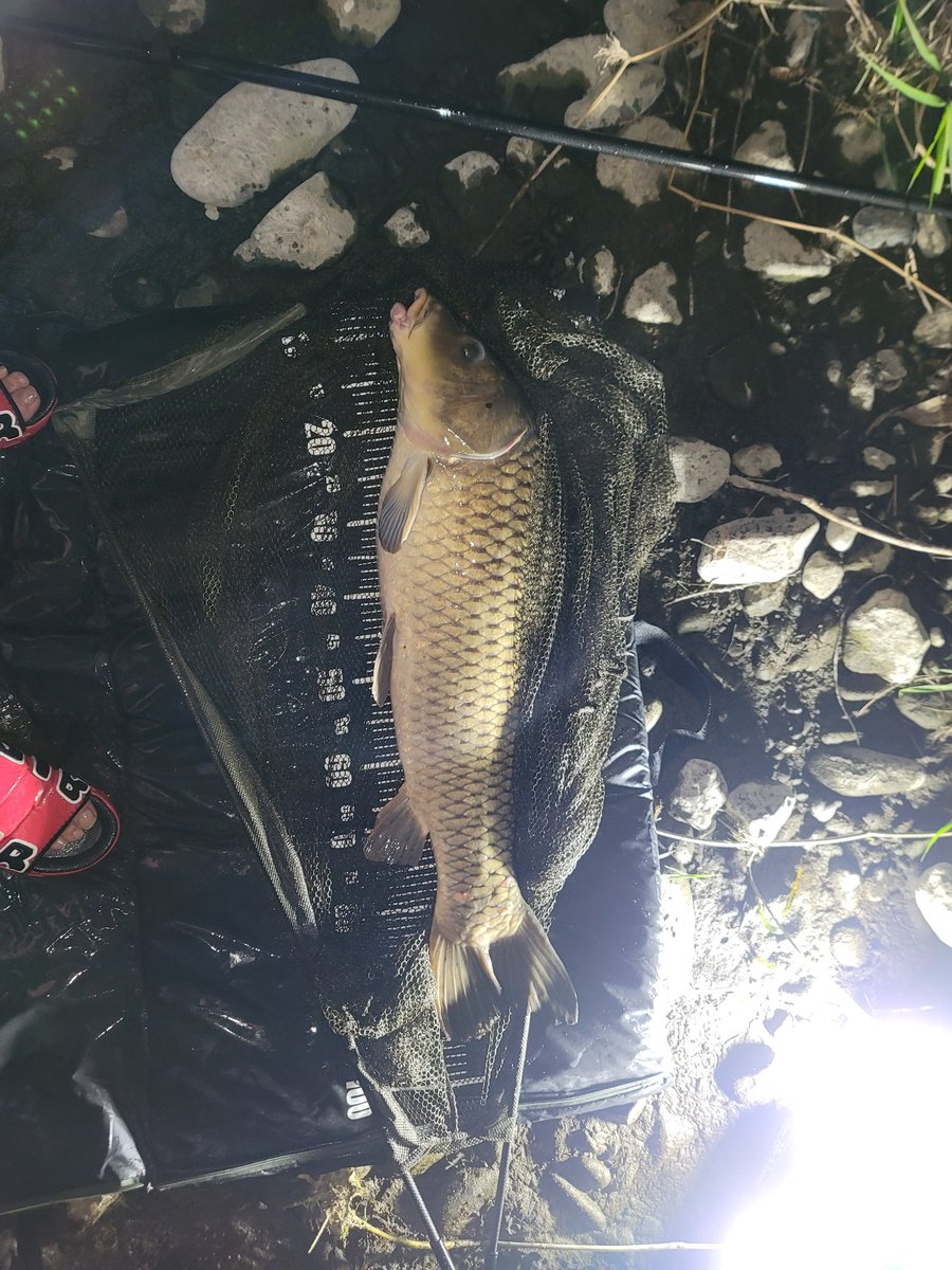 昨日の夜から‼️
開始すぐに1匹‼️
久しぶりだし、新しいネットようやく使えた🎵