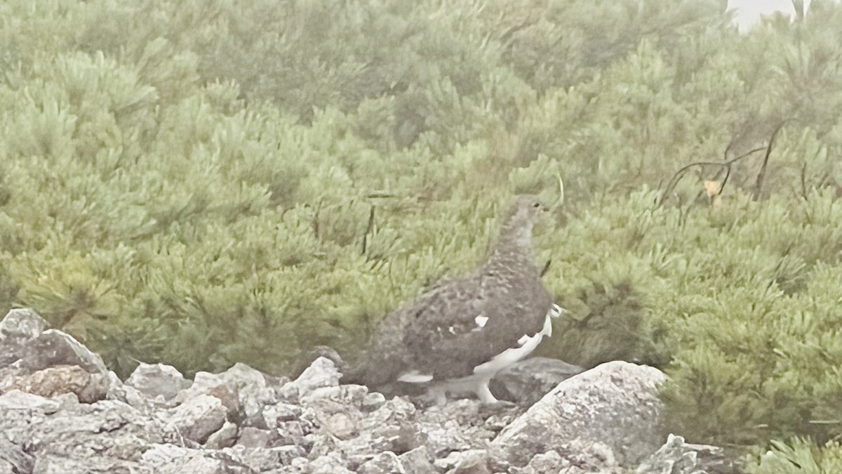 Taro78Yu's tweet photo. ��日の唐松〜五竜岳縦走より。
お天気はイマイチでしたが、
かなりたくさんの雷鳥さんに出会う事が出来ました😍
計10羽位は見かけました。
可愛い💕
この辺りは遭遇率高いかもですぞ！
#雷鳥
#唐松岳
#五竜岳 https://t.co/qvjOkwxWFo